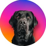 labofmischief profile picture