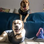labrabros profile picture
