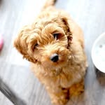 labradoodleplanet profile picture