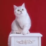 labubexlibby profile picture