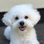 laceythebichon profile picture