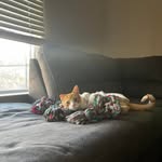 lacylady profile picture