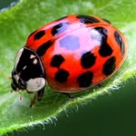 ladybug_yanny profile picture