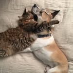 ladymutt_n_kittycat profile picture