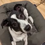 lady_of_doggos profile picture