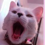 lafamiliapeluchona profile picture