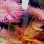 laia.benavides profile picture