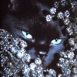 lalalipsbby profile picture
