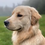 lambeauworld profile picture
