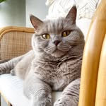lamiyascats profile picture