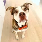 landofmisfitdogs profile picture