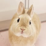lapin_0407 profile picture