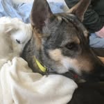 larry_and_wylie_rescue_dogs profile picture