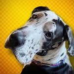 larrygreatdane profile picture