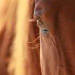larrytowell profile picture