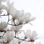 lasmagnolias profile picture