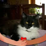 lauredanakawat profile picture