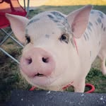 lavenderpearlpiggy profile picture