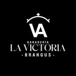 lavictoriabrangus profile picture