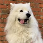 lavinthesamoyed profile picture