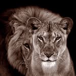 lavish_liiving profile picture