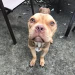 lawrencetheincredibull profile picture