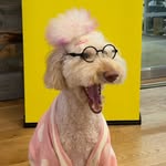 laylaloveskisses profile picture