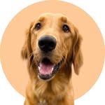 laylatheegolden profile picture