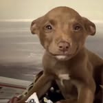 laylathesmilingpup profile picture