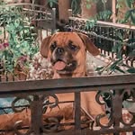 lazydumplingz profile picture