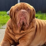 lazyyduke2017 profile picture