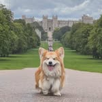 lecorgi profile picture