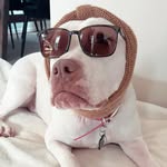leela.the.amstaff profile picture