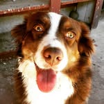 leelootheminiaussie profile picture