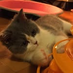 leewsee profile picture