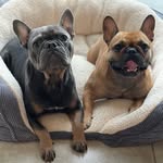 lela_cash_thefrenchies profile picture