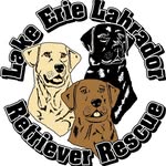 lelrr501c3 profile picture