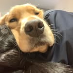 lemon9.10 profile picture