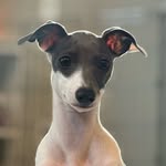 lemontheig profile picture