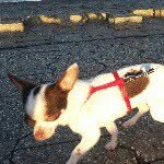 lennythechihuahua profile picture