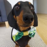 lennythelowrider profile picture