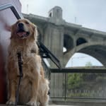 leny_the_retriever profile picture