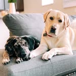 leo.and.harley profile picture