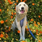 leo.loving.life profile picture