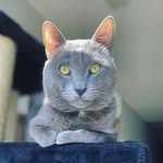 leoeggmccarton profile picture