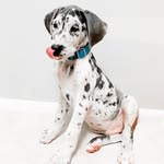 leolaniandbane profile picture