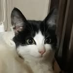 leon.delvalle2 profile picture