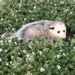 leonalee.theopossum profile picture