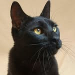 leonard_you_rascal profile picture
