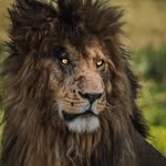 leonero_416 profile picture